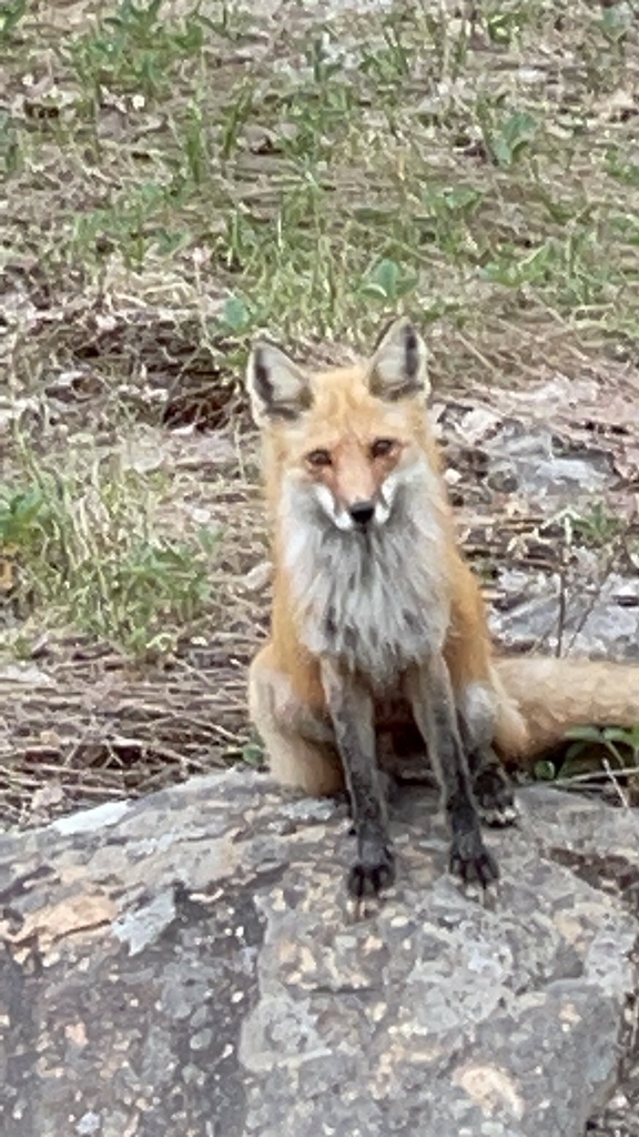 Red Fox from Algonquin Provincial Park, Nipissing, Unorganized, South ...