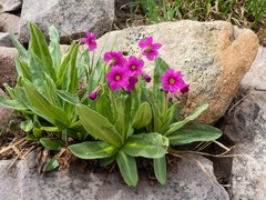 Primula parryi