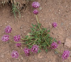 Trifolium parryi