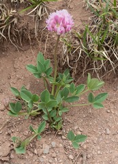 Trifolium parryi