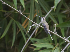 Phaethornis anthophilus