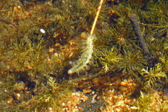 Hygraula