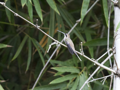 Phaethornis anthophilus