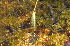 Hygraula