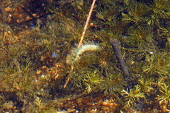 Hygraula