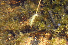 Hygraula