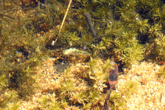 Hygraula