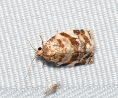 Archips mortuana