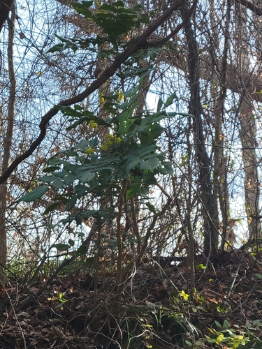 Leatherleaf mahonia (Berberis bealei)