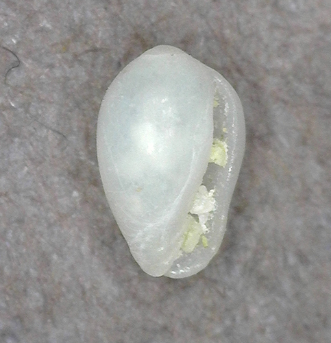 Cystiscus sandwicensis observed 2025-03-05