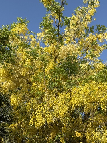 Cassia fistula - Whole tree
