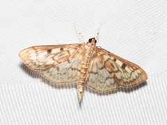 Herpetogramma thestealis