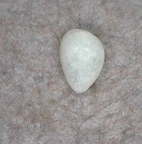 Granulina vitrea observed 2025-03-05