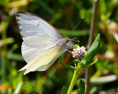 Ascia monuste phileta