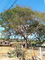 Hymenaea stigonocarpa