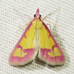 Choristostigma roseopennalis