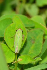 Chlorogonalia