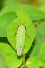 Chlorogonalia