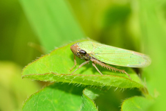 Chlorogonalia