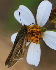Panoquina panoquin