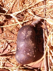 Hymenaea stigonocarpa