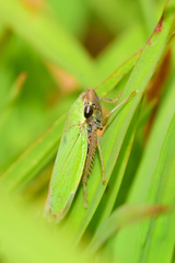 Chlorogonalia