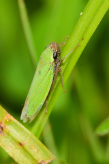 Chlorogonalia
