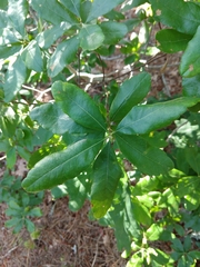 Myricaceae