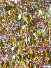 Hymenaea stigonocarpa