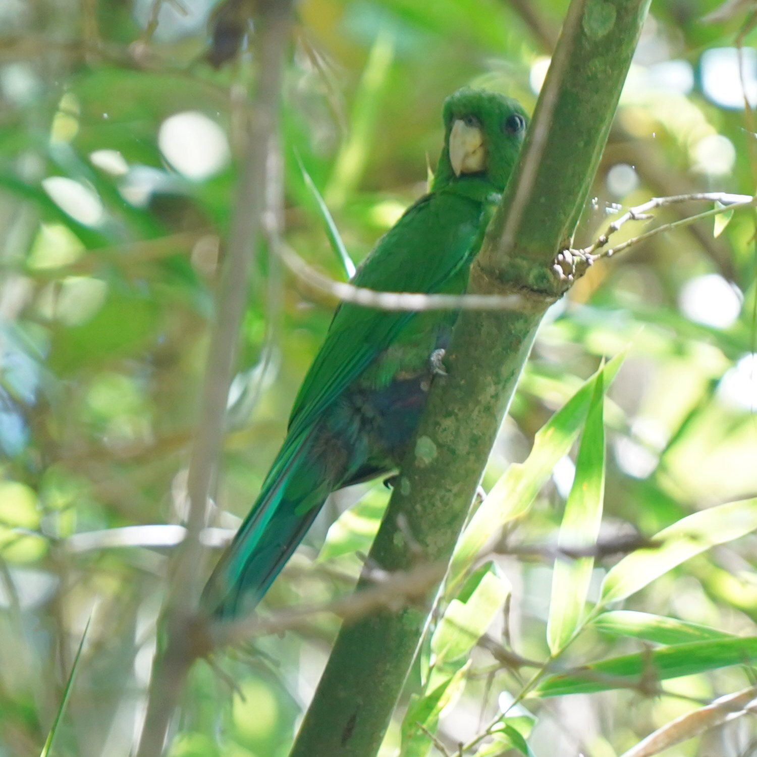 Blue-bellied Parrot (Triclaria malachitacea), photo 1