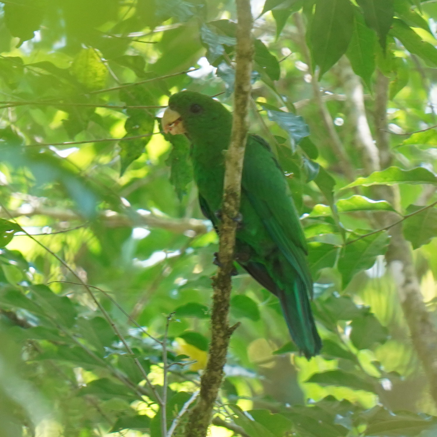 Blue-bellied Parrot (Triclaria malachitacea), photo 7