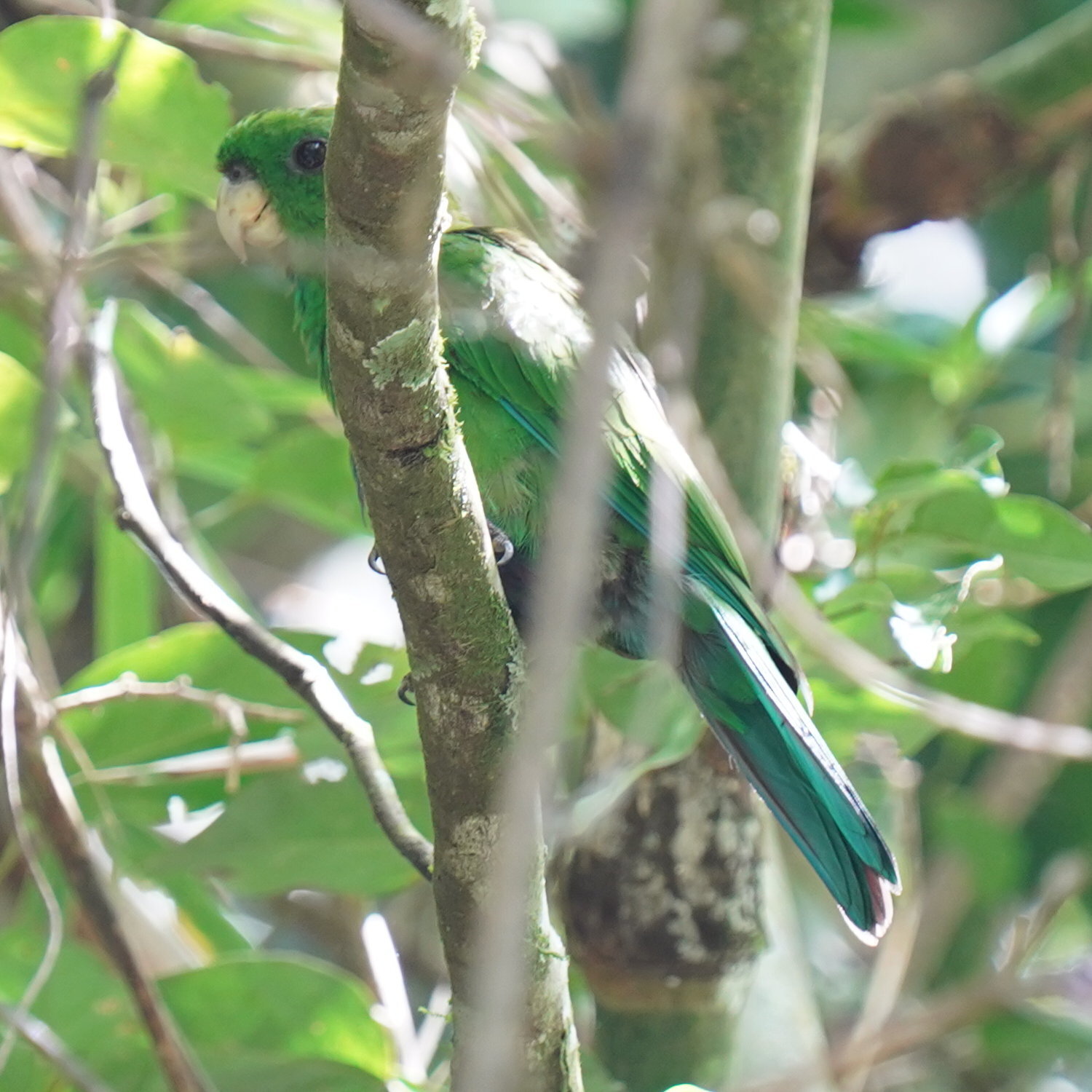 Blue-bellied Parrot (Triclaria malachitacea), photo 2
