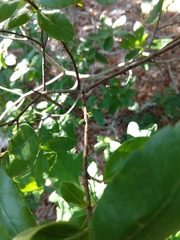 Myricaceae