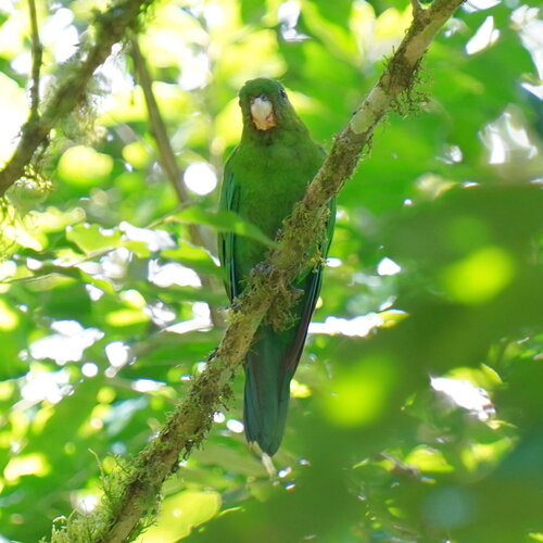 Blue-bellied Parrot (Triclaria malachitacea), photo 8