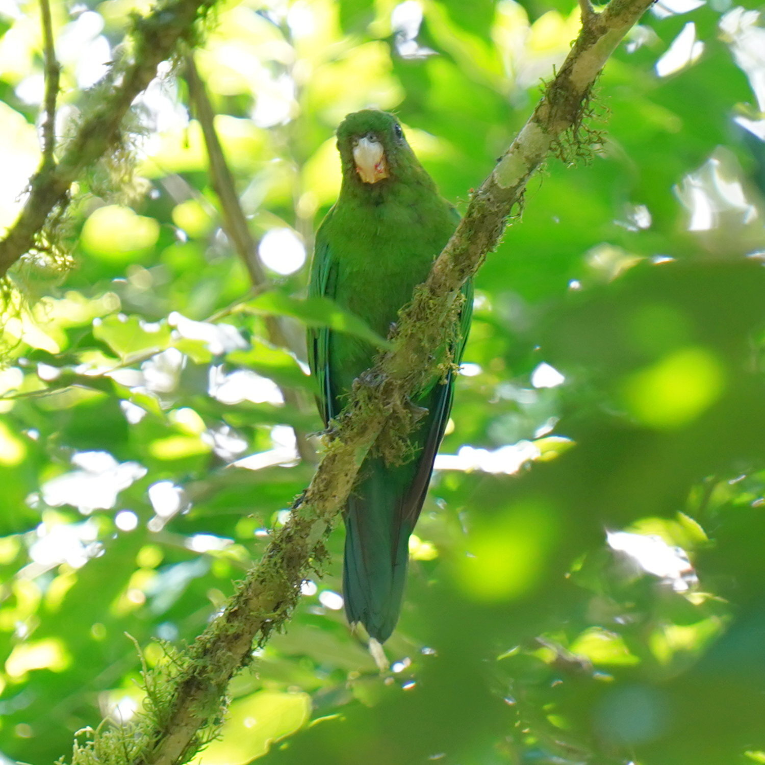 Blue-bellied Parrot (Triclaria malachitacea), photo 9