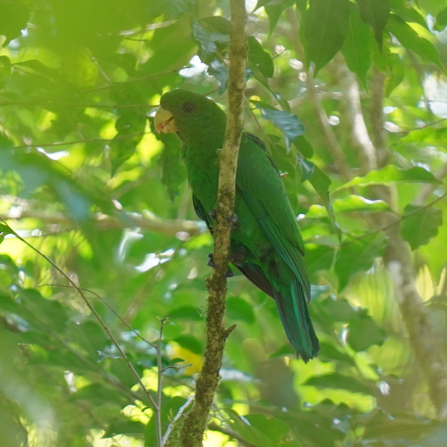 Blue-bellied Parrot (Triclaria malachitacea), photo 8