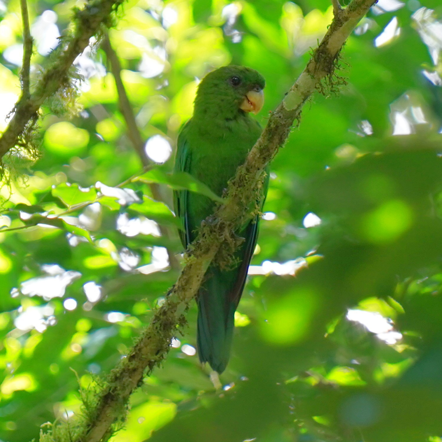 Blue-bellied Parrot (Triclaria malachitacea), photo 10