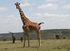 Giraffa camelopardalis reticulata