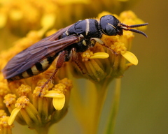 Myzinum carolinianum