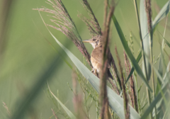 Acrocephalus arundinaceus