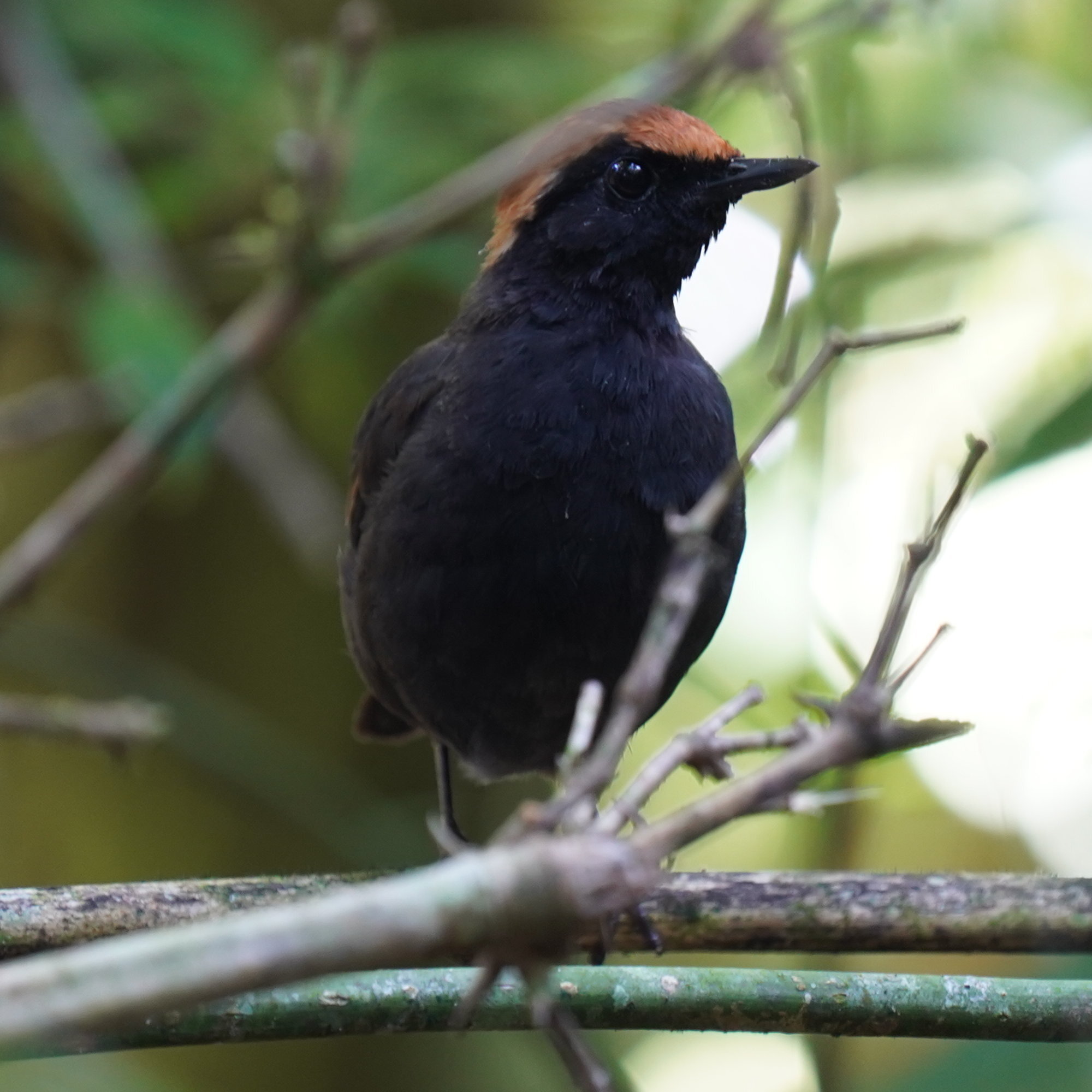 Rufous-capped Antthrush (Formicarius colma), photo 2