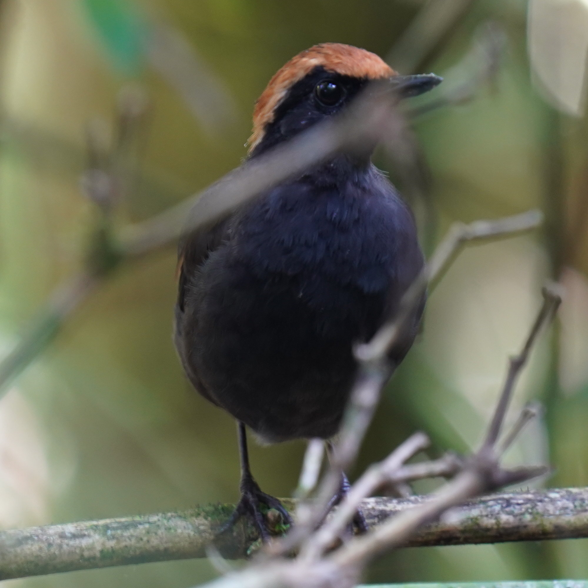 Rufous-capped Antthrush (Formicarius colma), photo 3