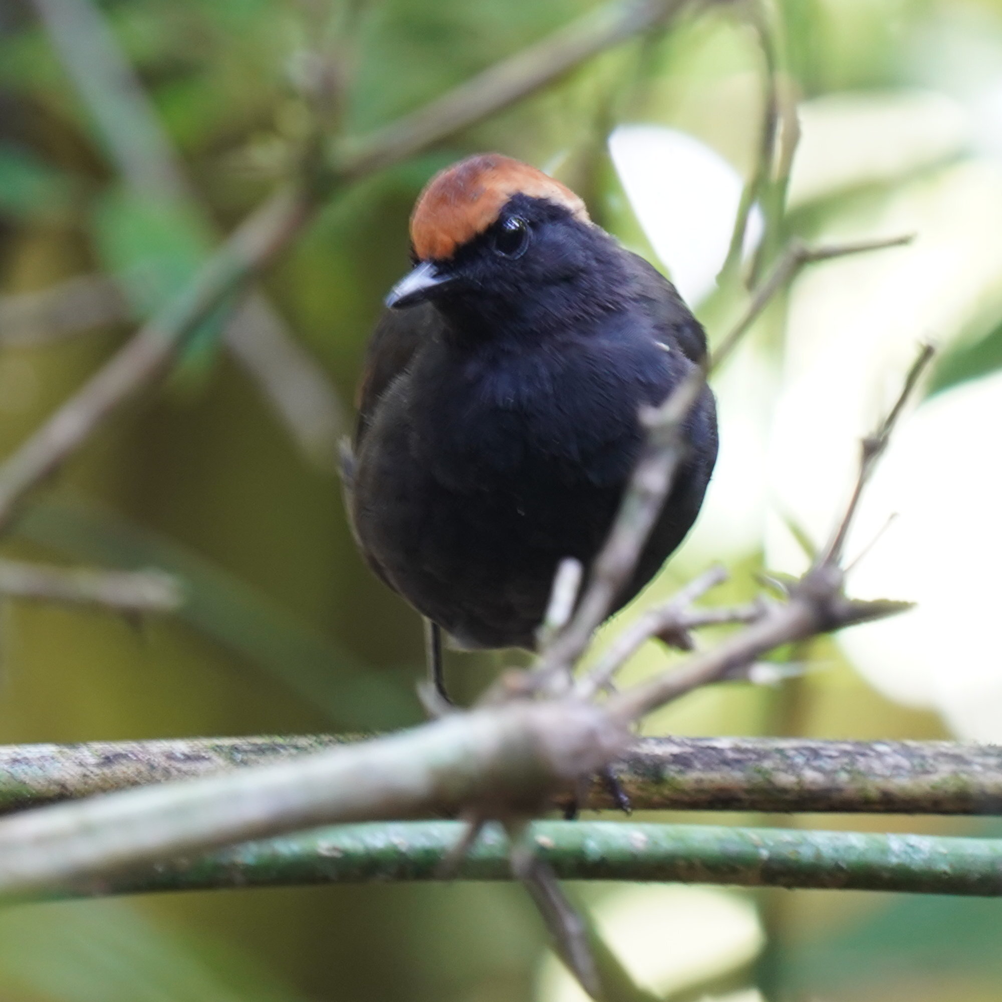 Rufous-capped Antthrush (Formicarius colma), photo 4