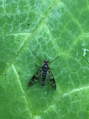 Tabanomorpha