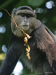 Cercopithecus mitis stuhlmanni