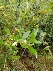 Salix phylicifolia