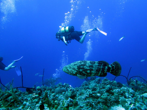 Atlantic Goliath Grouper