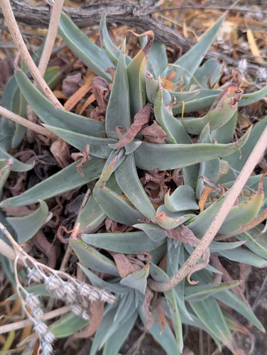 Image of Dudleya saxosa by (c) Rachel Stringham, some rights reserved (CC BY)