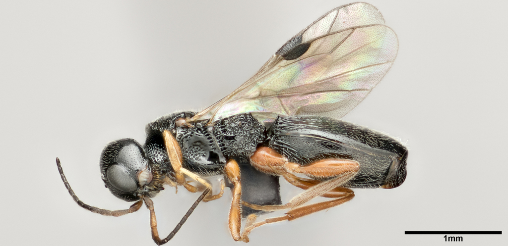Vanhornia eucnemidarum