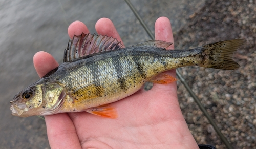 Yellow Perch